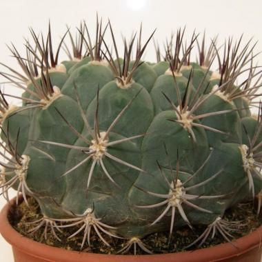 Gymnocalycium saglione